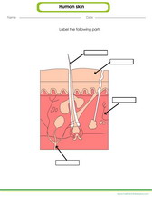 draw and label parts of the human skin diagram worksheet for kids